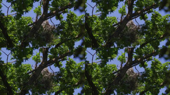 两只灰苍鹭躲在树枝后面的树冠上筑巢