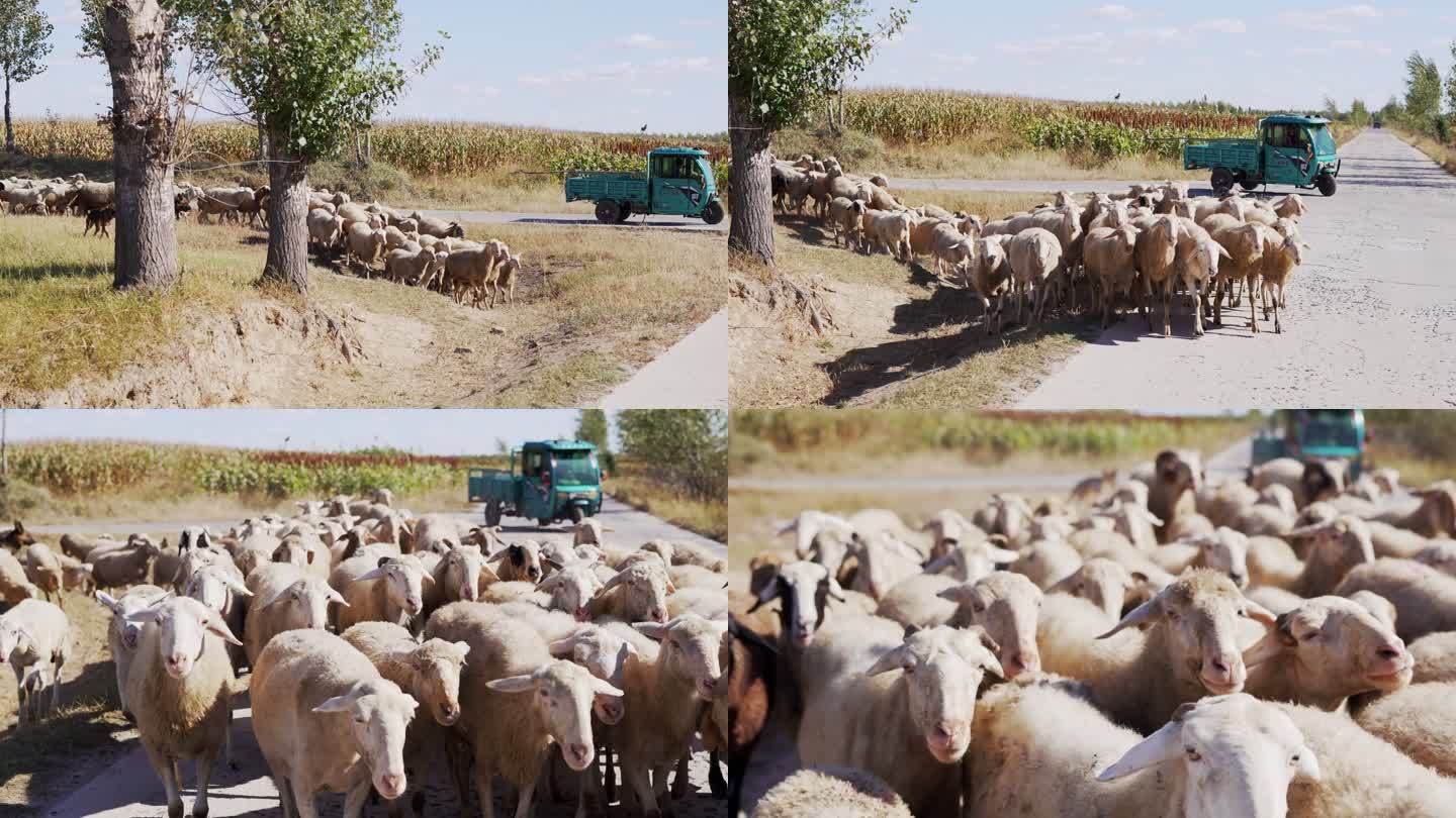 放牧绵羊