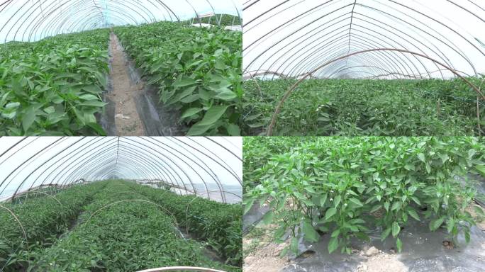 辣椒 大棚 花期 植株