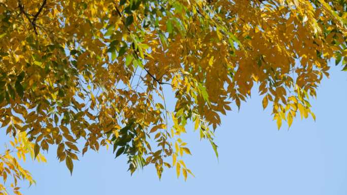 秋天树叶黄了