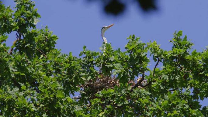 灰色苍鹭站在高高的树冠上的巢中，低角度拍摄
