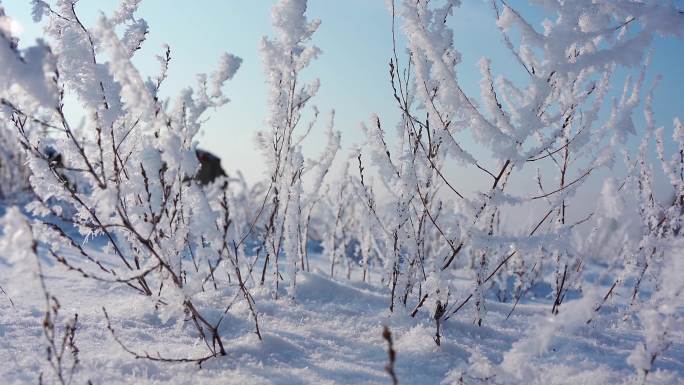 冬天雪地雾凇唯美空镜