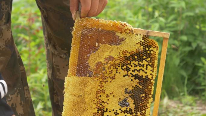 土蜂中蜂蜂蜜取蜜