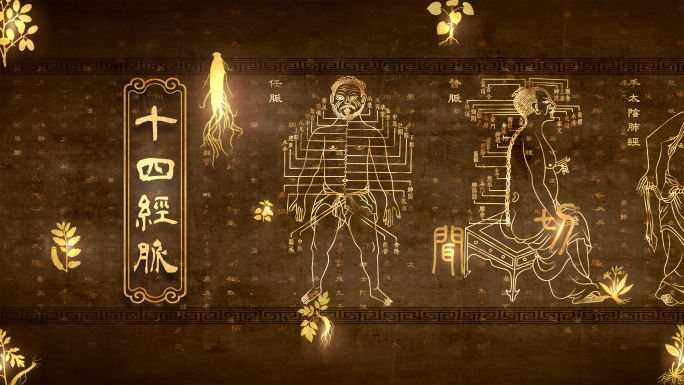4K中医文化十四经脉经络穴位线描视频素材