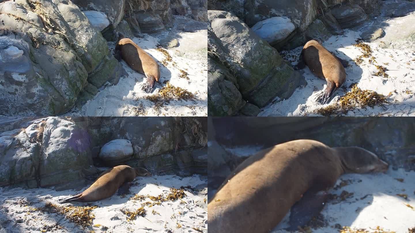 沙滩上晒太阳的海豹睡觉扭头近景