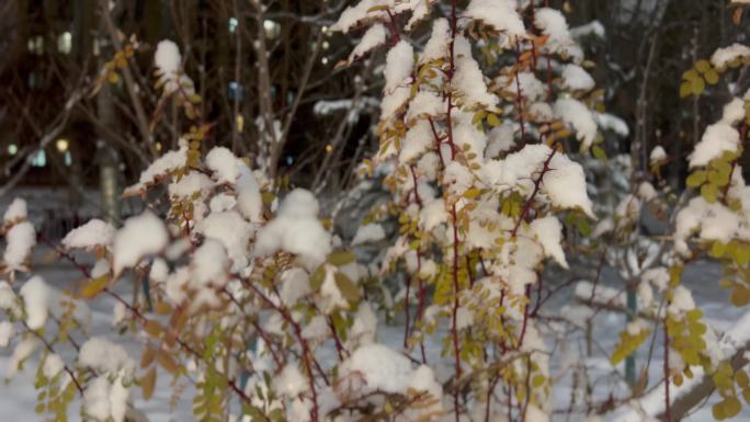 北京夜晚树叶上雪