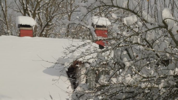 冬天，雪覆盖了屋顶和烟囱，树上有黑鸟