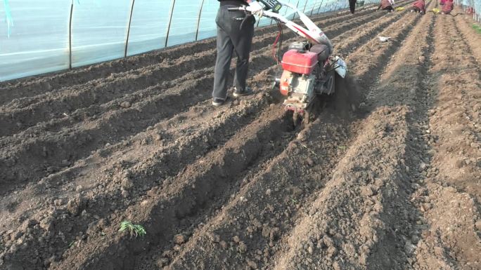 马铃薯土豆播种后第一次覆土