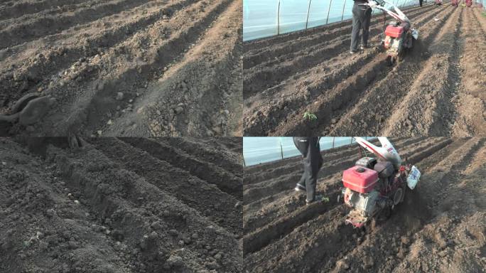 马铃薯土豆播种后第一次覆土