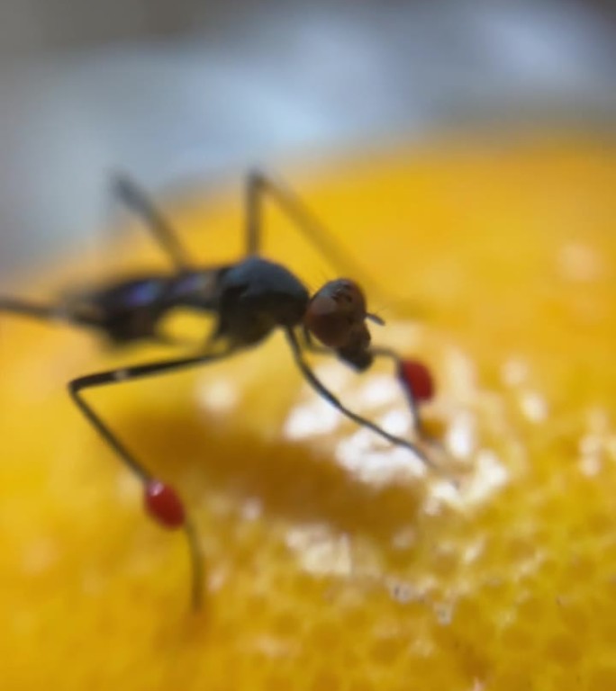 爪子上有红球的蚊子在一个橙色的微距视频上