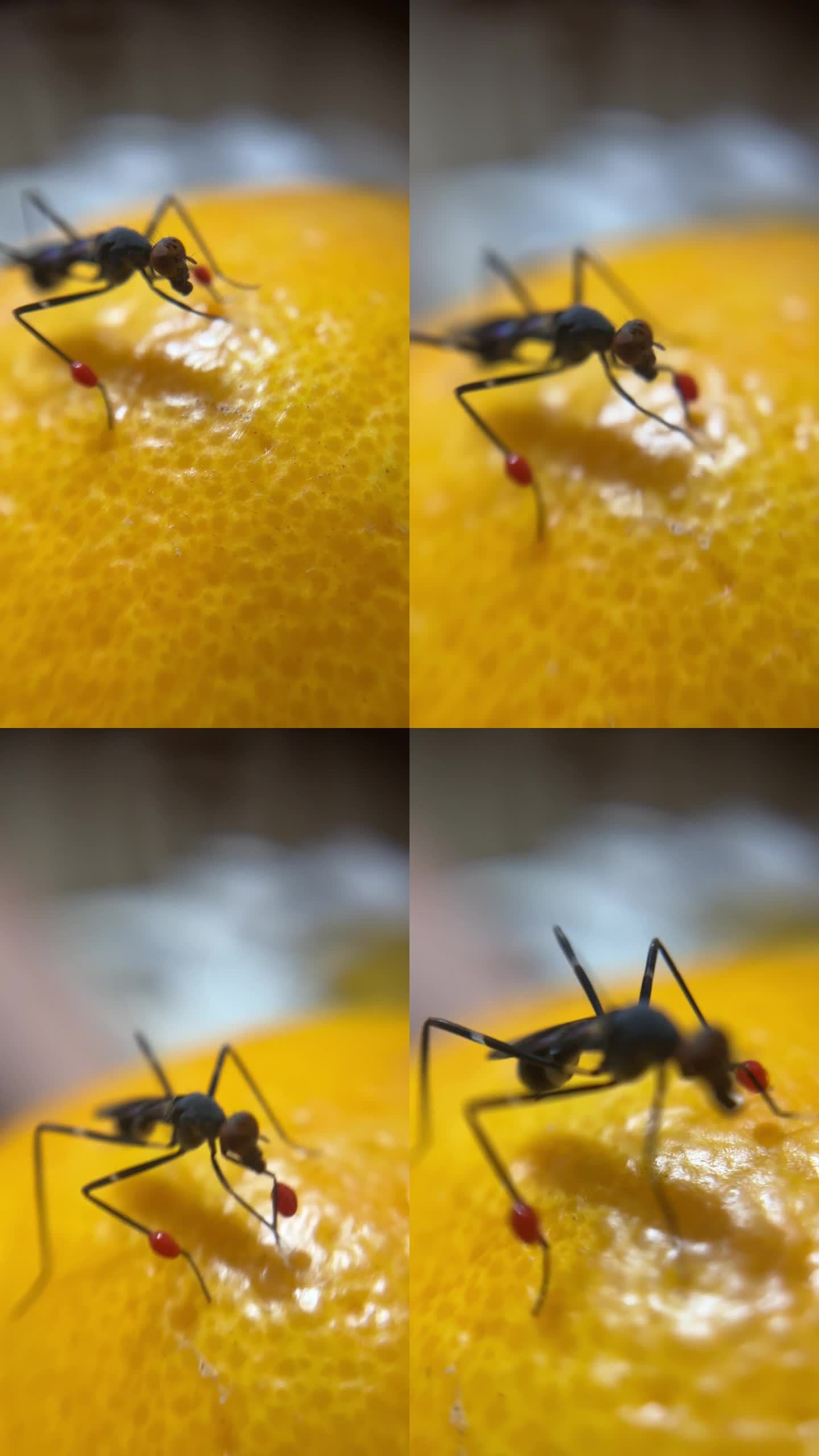 爪子上有红球的蚊子在一个橙色的微距视频上
