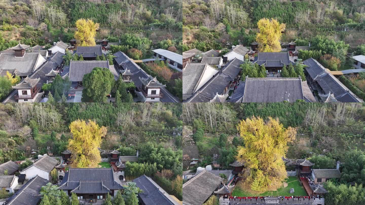 陕西西安观音禅寺银杏树秋景航拍