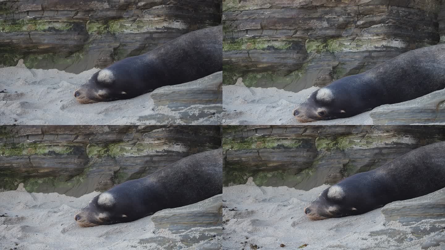 沙滩上晒太阳的海豹睡觉扭头近景