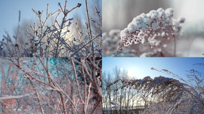 霜雪寒冬美景