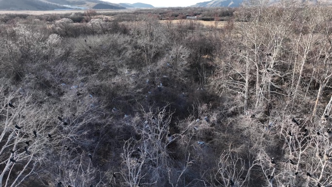 候鸟栖息地湿地环岛