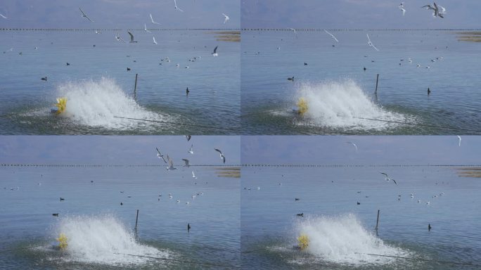 慢镜头升格云南旅游大理洱海飞翔的海鸥
