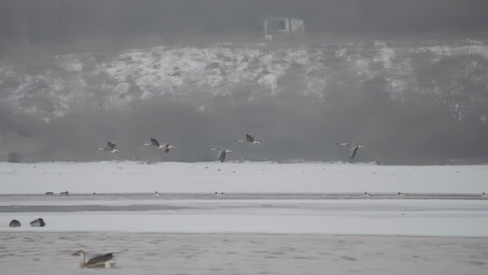 冬季河面上野生的大雁群在奔跑起飞