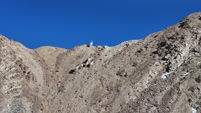 盘羊 野生动物 保护动物 罗布泊