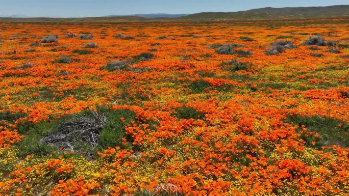 羚羊谷加利福尼亚罂粟超级绽放2023多莉L在美国加州兰开斯特