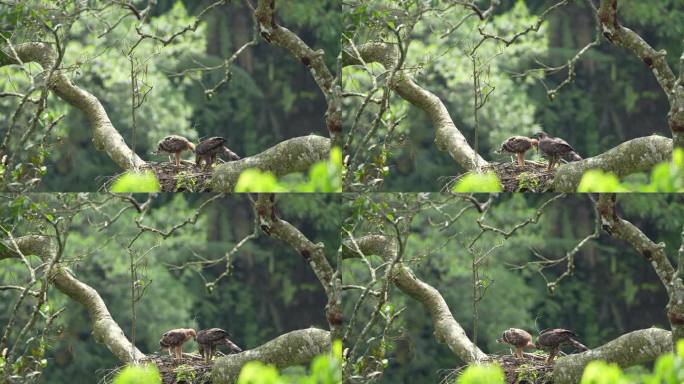 一只爪哇鹰妈妈正在喂养并教她的孩子如何用嘴撕碎鲜肉