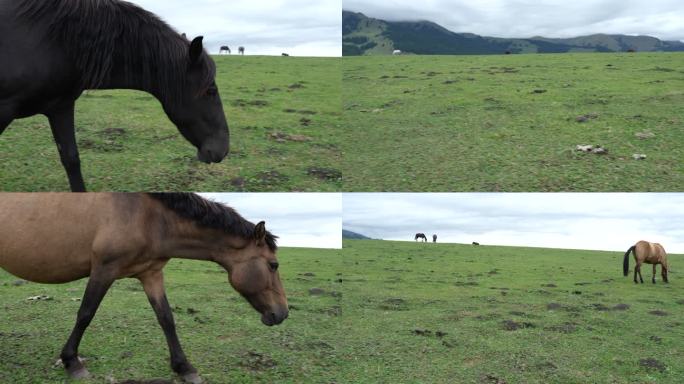那拉提草原上的马吃草