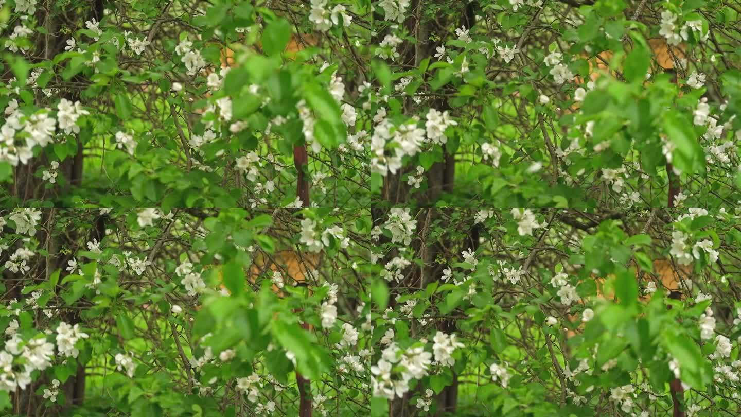 春暖花开，枝头挂满花旗。开花的果树白色的花。花园里有苹果、梨。高品质的视频壁纸，旅游博客，杂志，数字