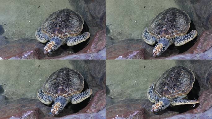 一只大海龟水池中