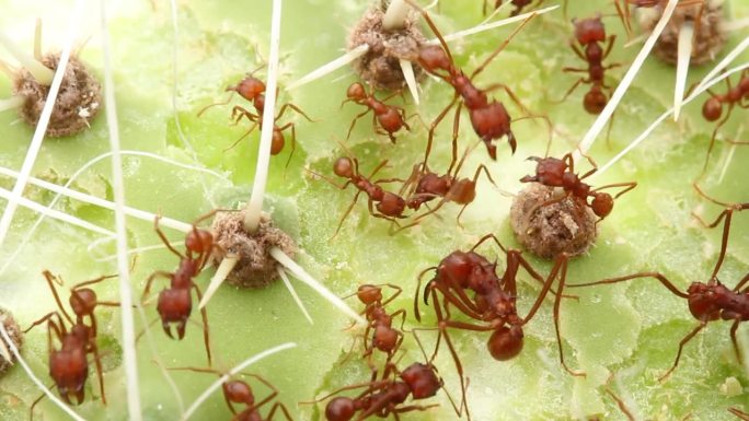 蚂蚁在吃仙人掌