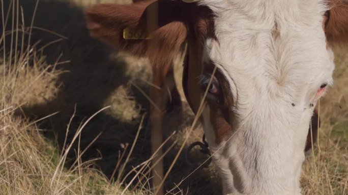 戴着耳标的蒙特利亚德牛在农场的旱地上吃草。-裁剪镜头