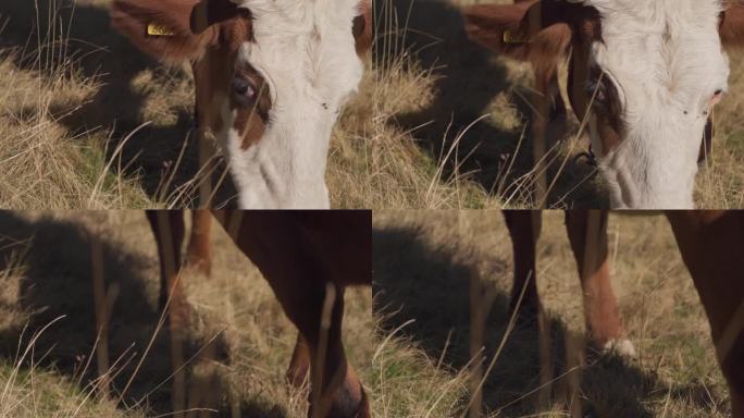 戴着耳标的蒙特利亚德牛在农场的旱地上吃草。-裁剪镜头