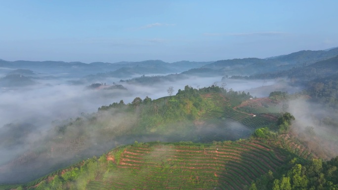 普洱茶山云海日出