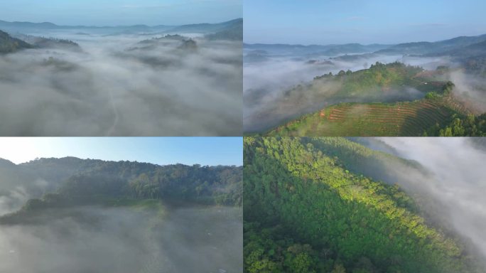 普洱茶山云海日出