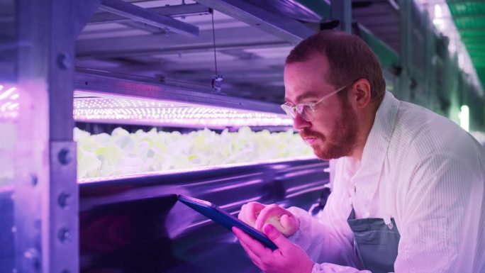 戴眼镜的农民在紫外线LED灯的垂直农场工作。水培专家检查和检查准备运往超市的新鲜植物