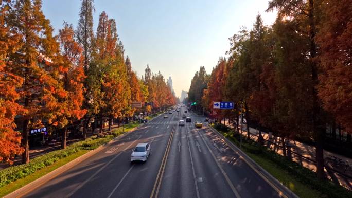 南京秋季水杉公路