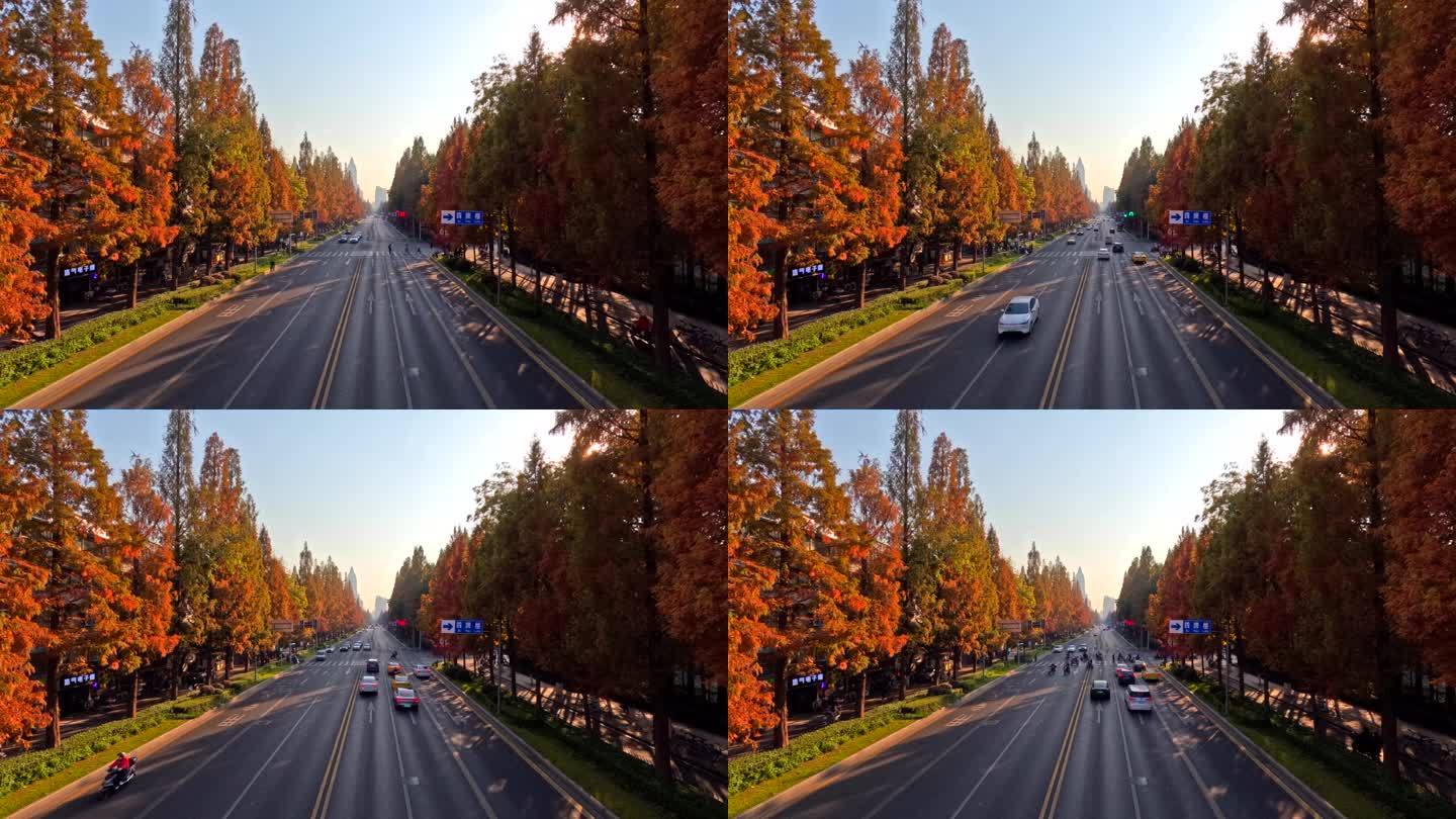 南京秋季水杉公路