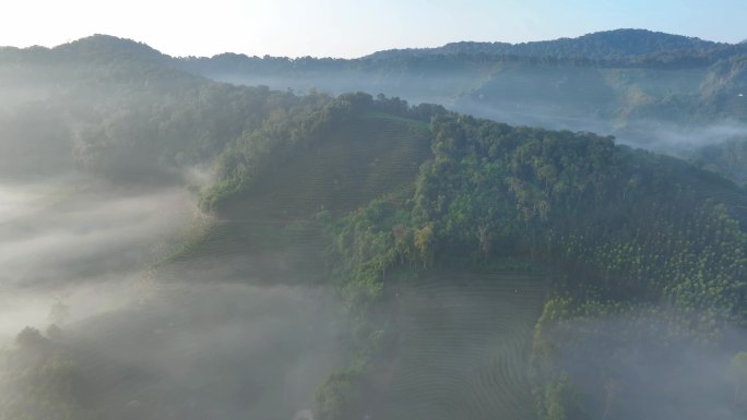 普洱茶山茶园