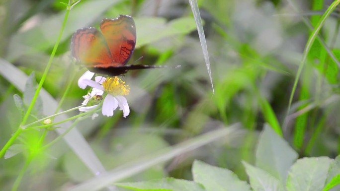寻找花蜜的棕色蝴蝶。