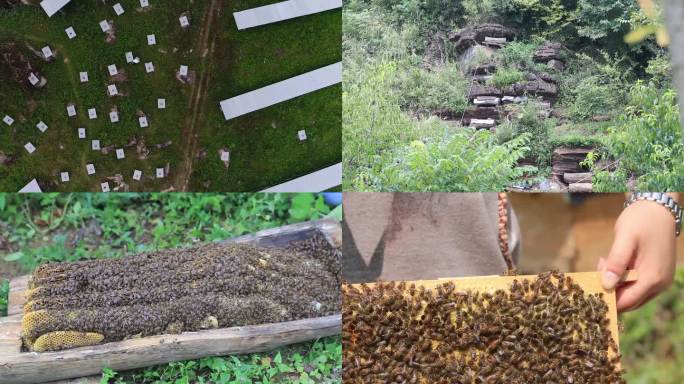 秦岭山中蜂养殖土蜂蜜