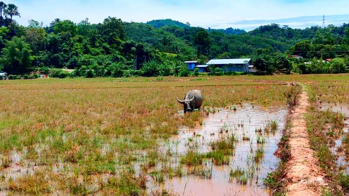 水牛在稻田里戏水
