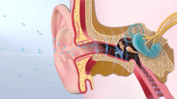 AE+3D耳朵修复耳朵模型 耳道听力耳朵