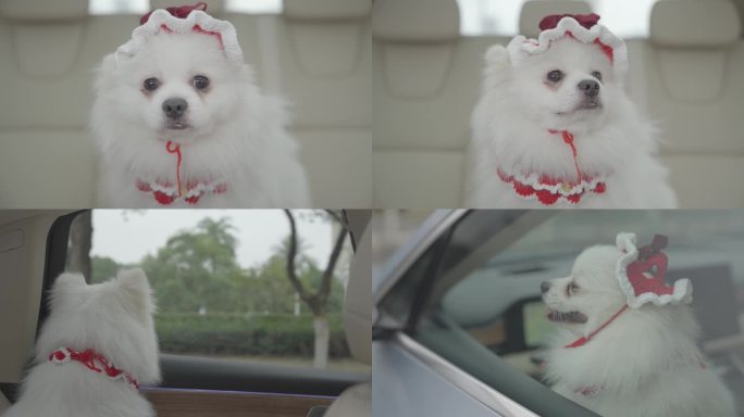白色小狗坐在汽车里