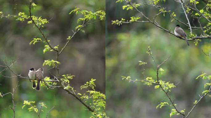 树上的小鸟 竖屏 原声 实拍 4K