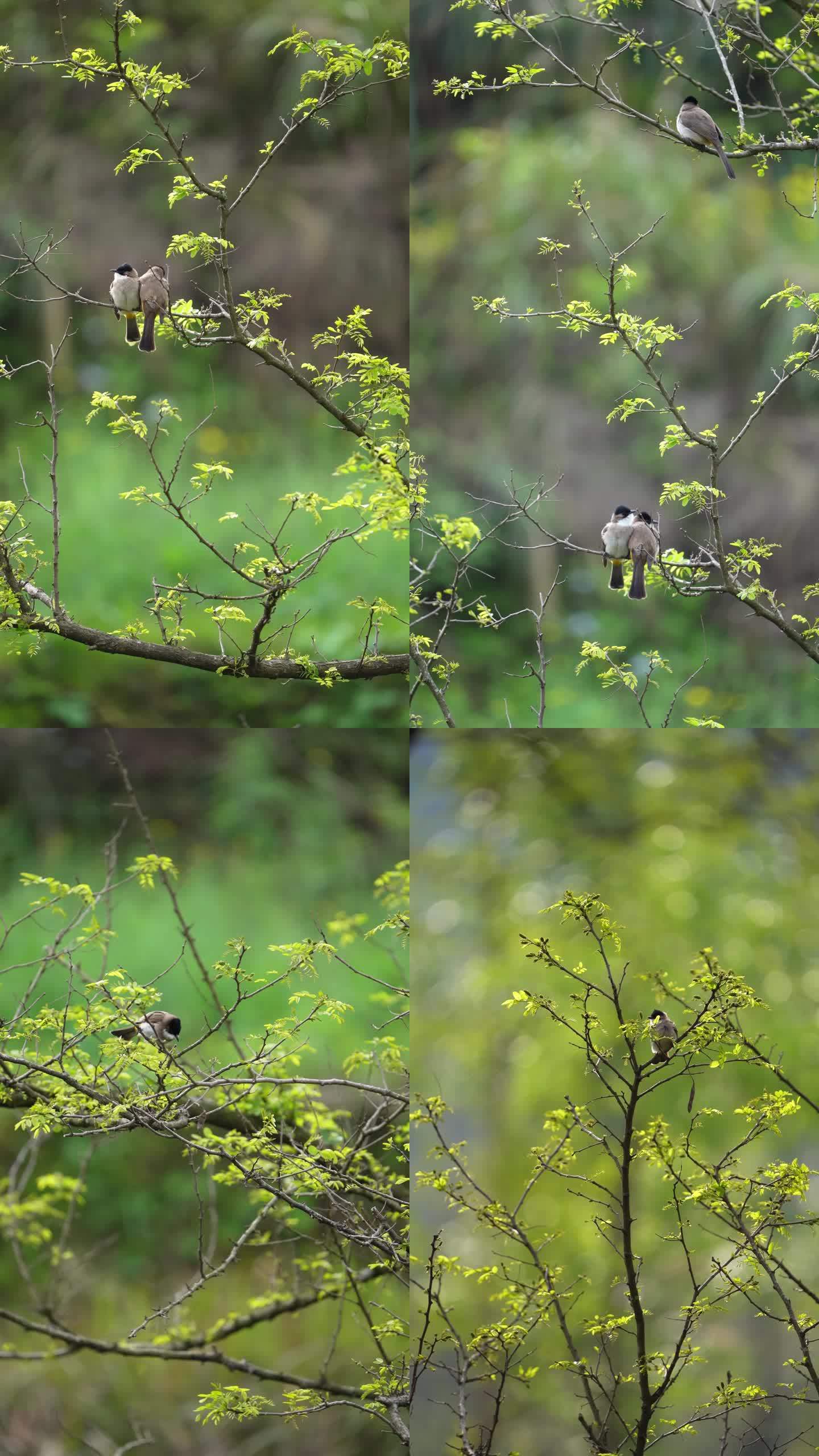 树上的小鸟 竖屏 原声 实拍 4K