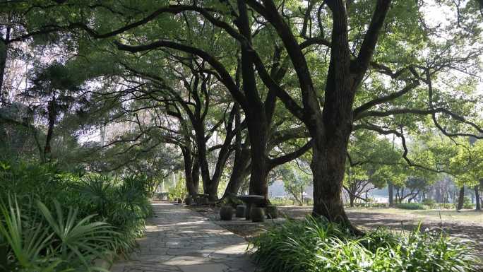 成排的百年香樟树风景视频素材