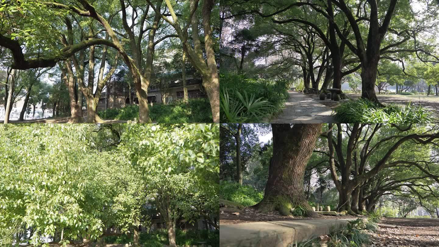 成排的百年香樟树风景视频素材