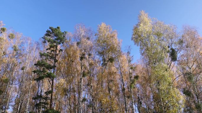 不同种类的树彼此相邻生长