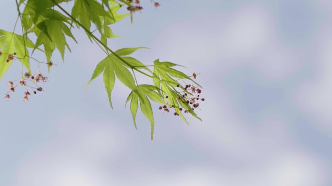 春天 花蕾 花朵