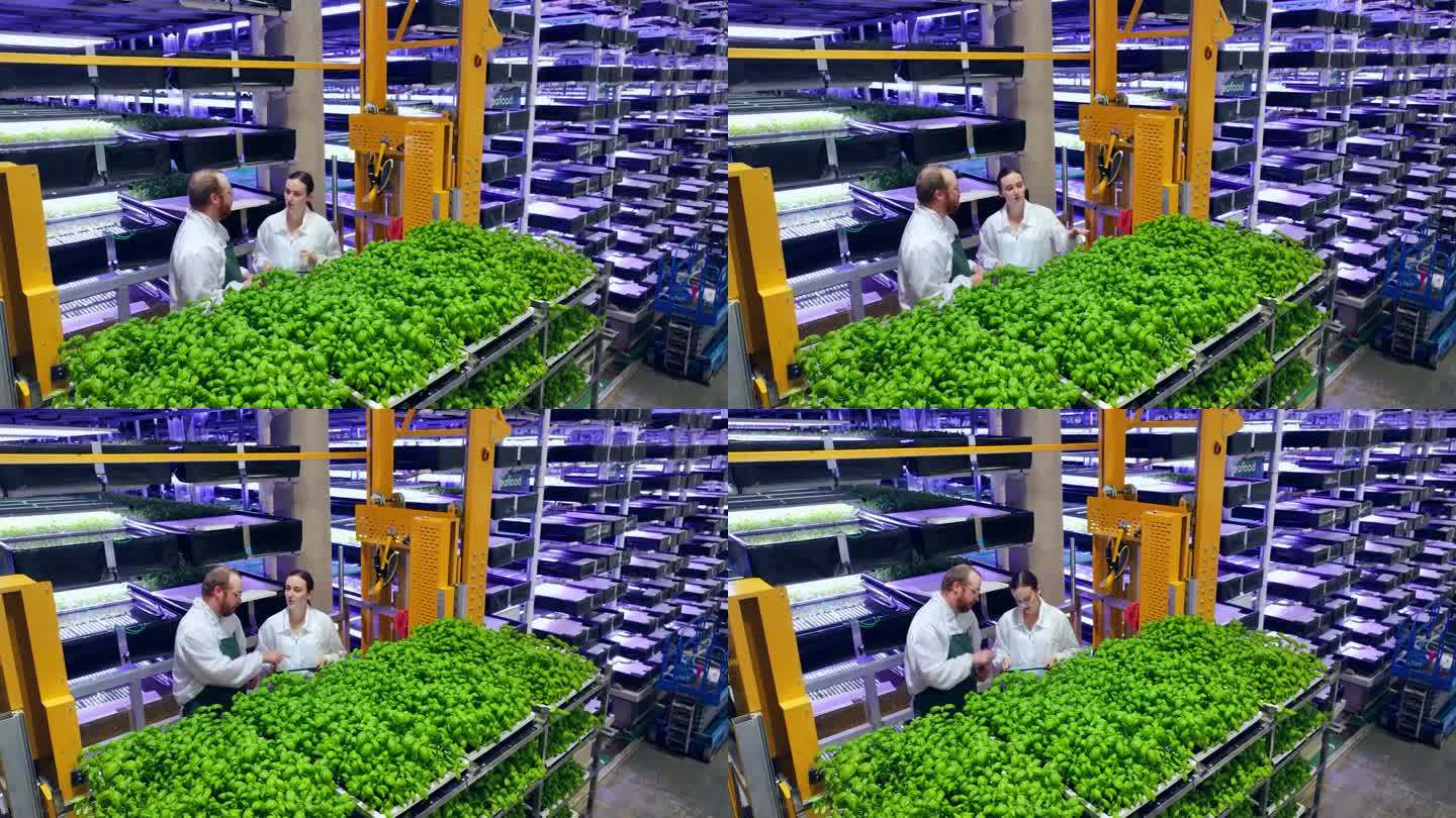 农民和农业工程师在垂直农场的电梯上交谈，在包装和运输到超市之前讨论罗勒叶的质量。提供技术咨询的园丁