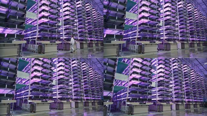 垂直种植架与绿色植物生长在一个自动水培设施。产生紫外线人造光的LED灯。拿着平板电脑走路的女员工