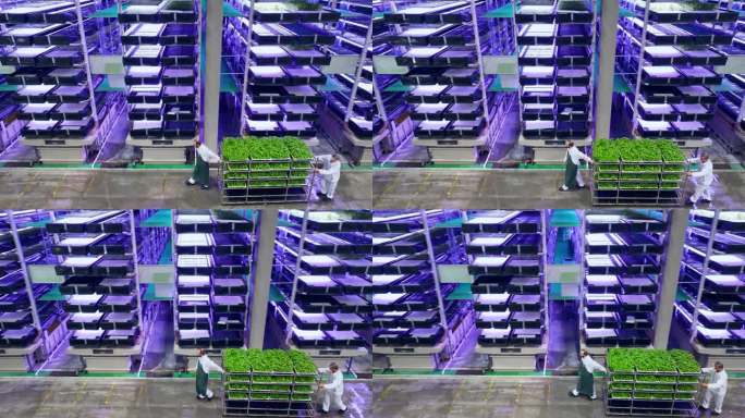 垂直农场经营者拖着装满新鲜绿色罗勒植物的架子。空中跟踪镜头。工人们用工业规模的水培系统种植可持续的农